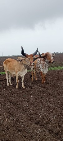 ફુલ જવાબદારી છે ભાઈ બળદ વેચવાના છે