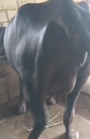 ખડેલી વેસવાની છે