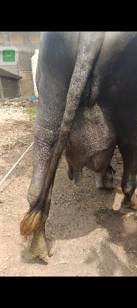 બીજા વેતર ની ખડેલી