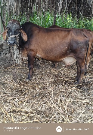ગાય