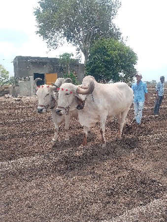 બળદ વેચવા ના છે...