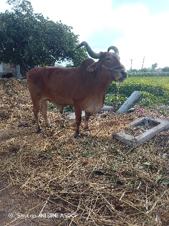 બળદ વેચવાનો છે