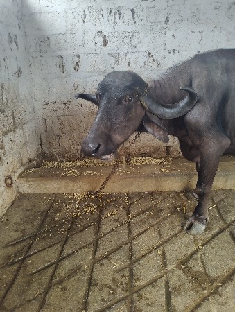 ભેંસ વેચવાની છે