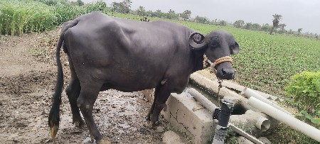 ભેંસ