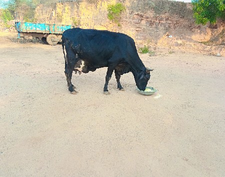 આ ગાય વેચવાની છે