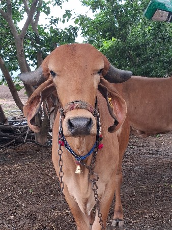 ગાય