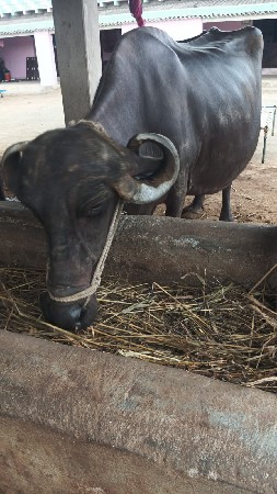 4 વેતર વિયાસે