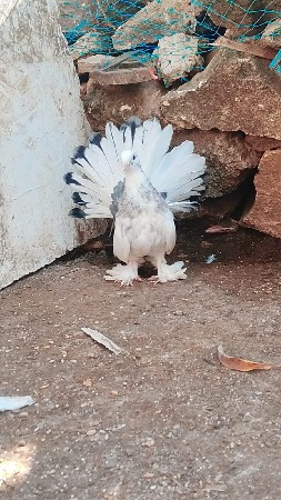 આ મોરપીંછ કબૂતર વેચવાનું છે
