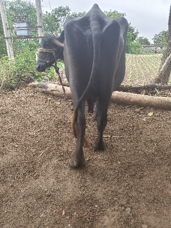 ભેંસ વેચવાની છે ભાઈ