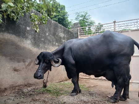 ભેંશ વેચવા ની છે