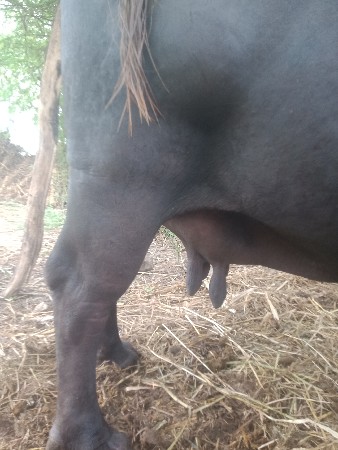 ભેંસ વેસવાનિસે.