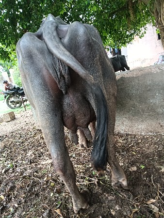 ખડેલી ભેંસ વેચવાની છે