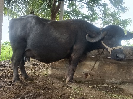 ભેંસ વેચવા ની છે