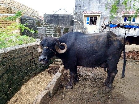 વેતર 3