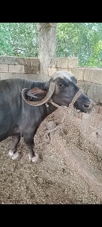 ભેંસ વેચવાની છે ૨