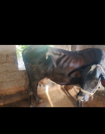 બે એસ.એફ ક્રોસ ગાયો વેચવાની છે.