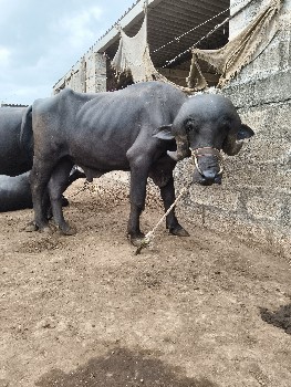 પાડો