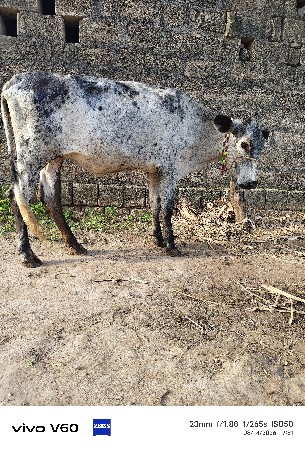 hf હોડકી