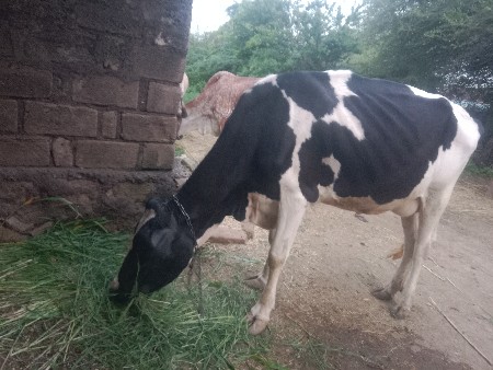 એ