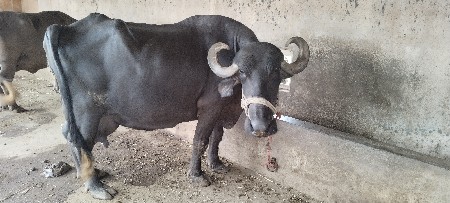 3 વેતર