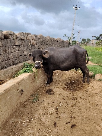2 ju vetar bhes vesvani che