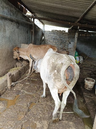 ગાય વેચવાની છે ગાભણી છે