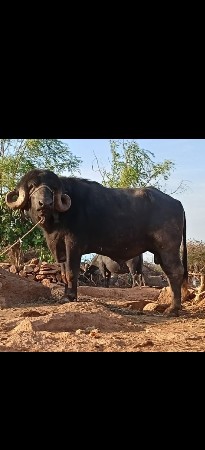 pado