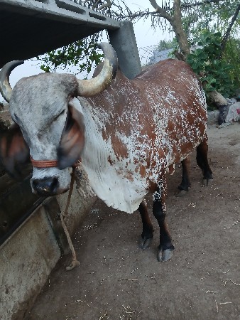 3 વેતર છે