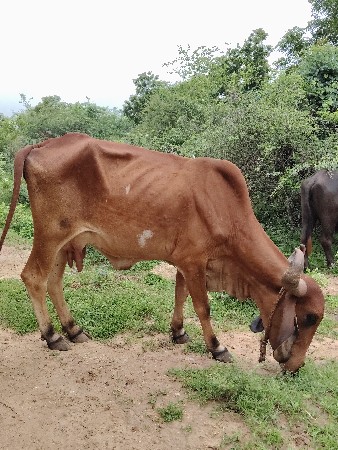 ગાય