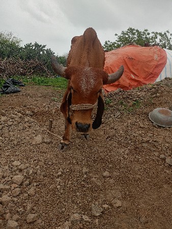 vasdi chhe