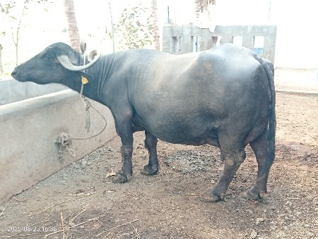 ભેંસ વેચવાની છે