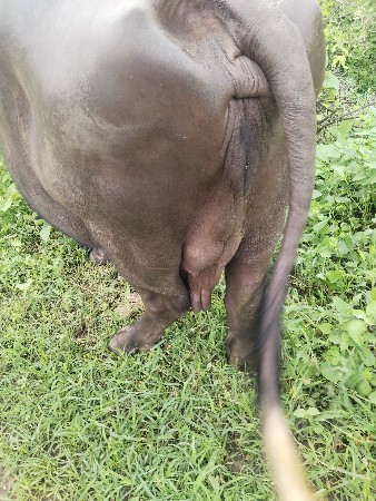 2 ભેંસ વેચવાની છે