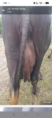 15.કાસી.વાયાવામા