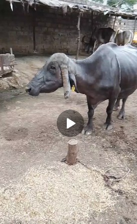 આ ભેંસ વેચવા ની છે