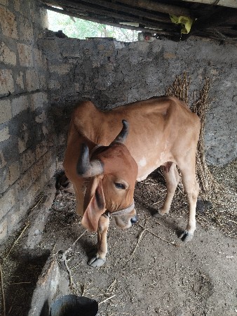 ગાય વેચવાની છે