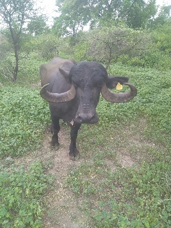 ભેંસ વેચવાની છે