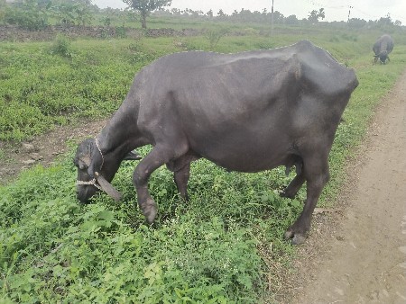 2 ભેંસ વેચવાની છે