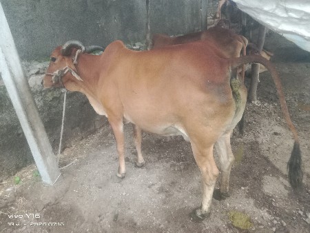 આ ગાય વેચવાની છે