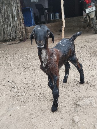 એક બોકડો  એક બચી છે
