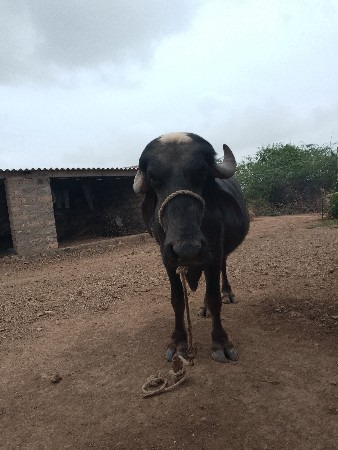 ખડેલી વેચવાની છે