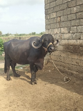 ભેશ વેચવાની સે