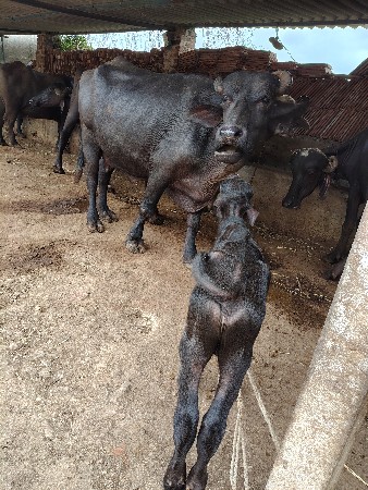 ભેંશ વેચવાની છે