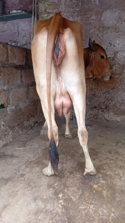 હોડકી વેચવાની છે