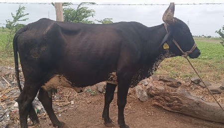 ગાય વેચવાની છે