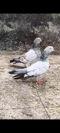 gandedar