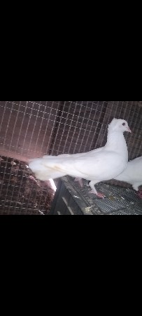 kabutar