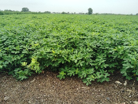 2.5 ft ઊચી ગીરનાર 4 નો યાલો