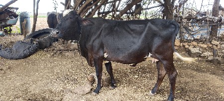 વેચવાની છે