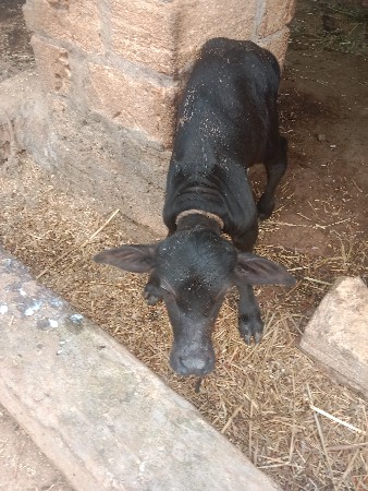 આ પાડો વેચવાનો છે