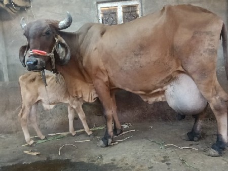 વેચવાની છે 3 વેતર છે